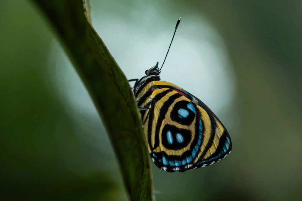 The Hidden World of Insects