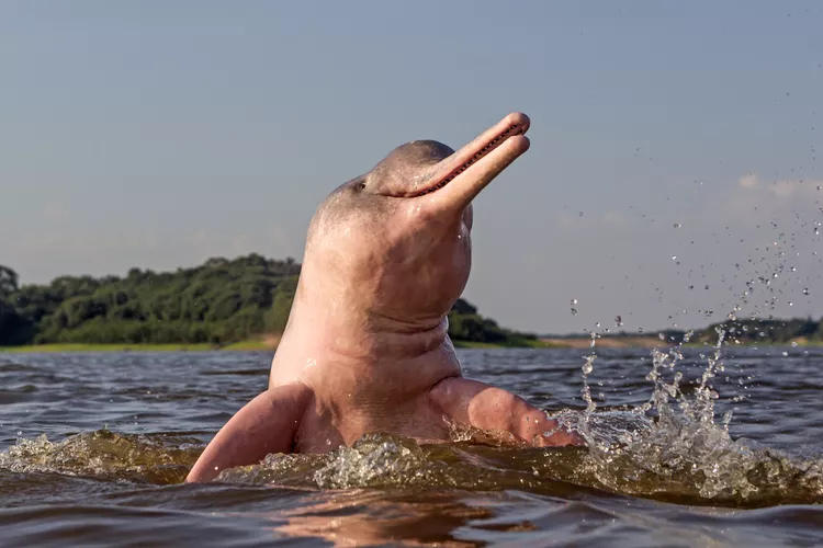 The Amazon River dolphin is one of just a few river dolphins on Earth.